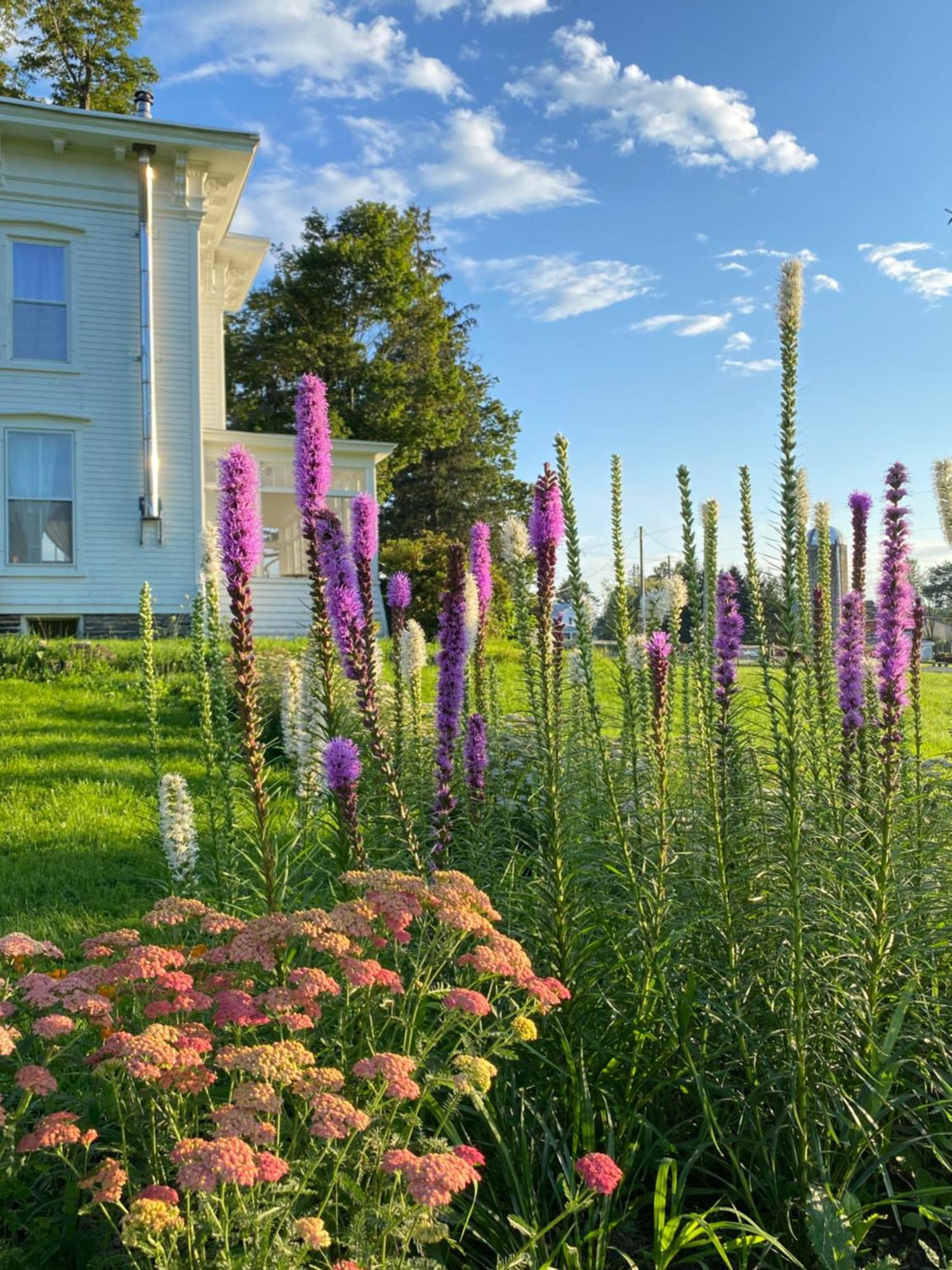 Bloom Farm Guesthouse Mount Vision ภายนอก รูปภาพ